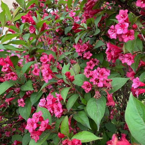 Weigela (Krzewuszka cudowna) Red Prince